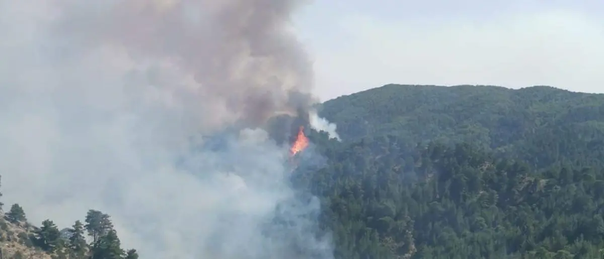 Incendi Calabria, la Regione punta su prevenzione e rilancio occupazionale per il comparto forestale