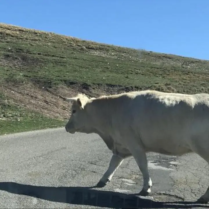 Tragedia nel Vibonese, allevatore 65enne muore schiacciato da una mucca