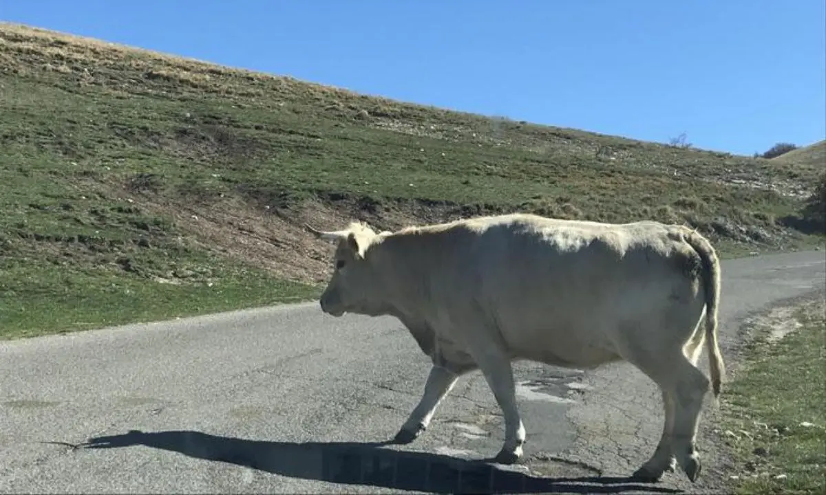 Tragedia nel Vibonese, allevatore 65enne muore schiacciato da una mucca