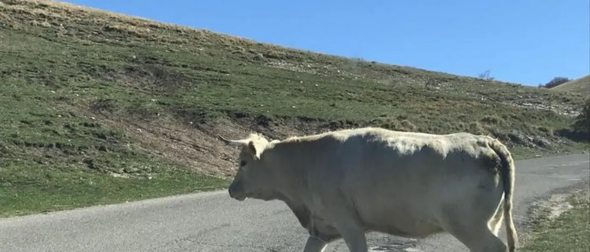 Tragedia nel Vibonese, allevatore 65enne muore schiacciato da una mucca