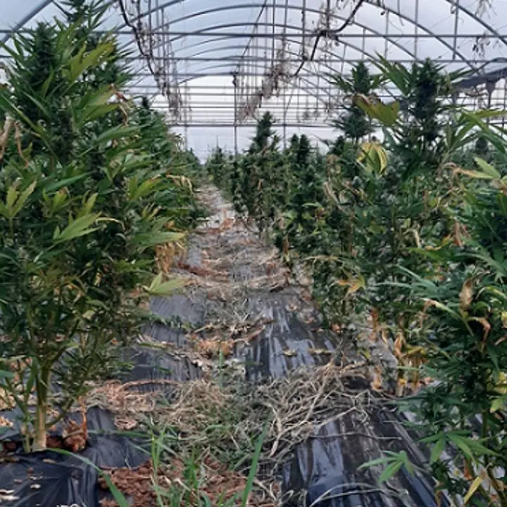 Isola Capo Rizzuto, 700 piante di marijuana coltivate all’interno di una serra: 3 arresti