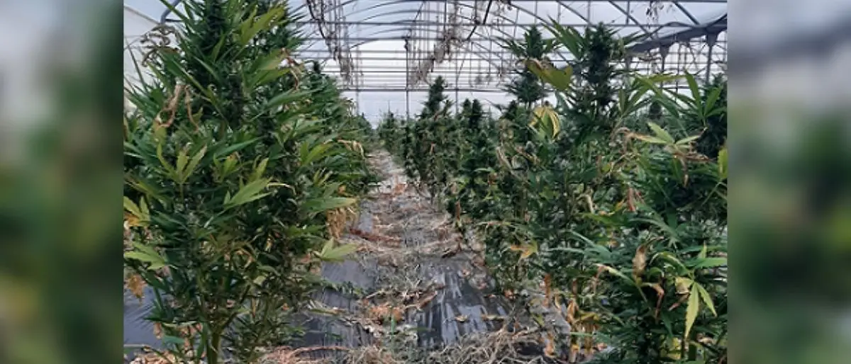 Isola Capo Rizzuto, 700 piante di marijuana coltivate all’interno di una serra: 3 arresti