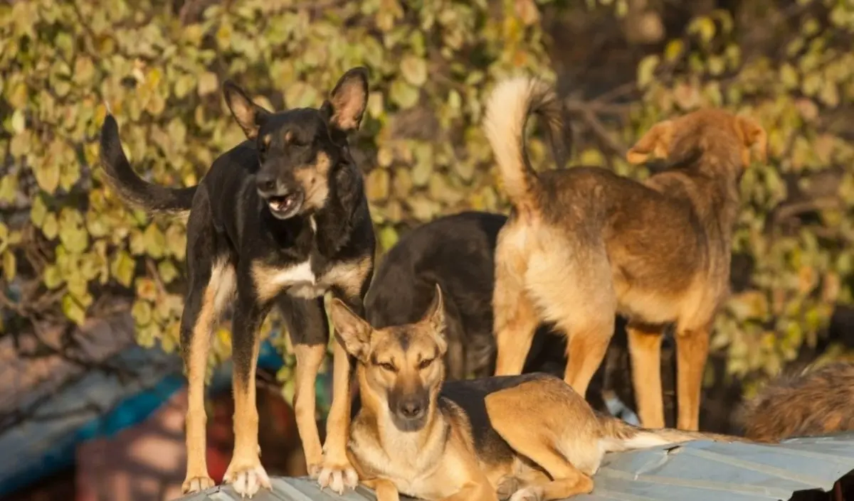 Cani malati e tenuti in pessime condizioni igienico sanitarie, una denuncia a Squillace