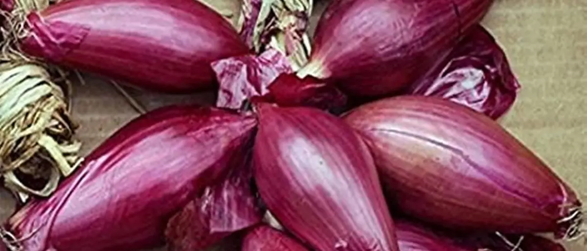 Raccolta di cipolla a rischio, la Lega: «Non si trova manodopera, molti non vogliono rinunciare al reddito di cittadinanza»