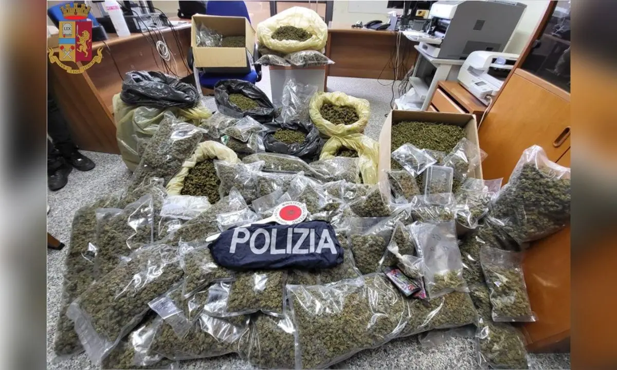 Nascondeva in casa 51 chili di marijuana: un arresto nel Vibonese