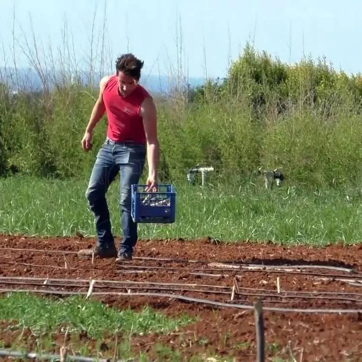 Agricoltura in sofferenza per i rincari di gasolio e concimi: in Calabria crolla la produzione di mais e patata silana