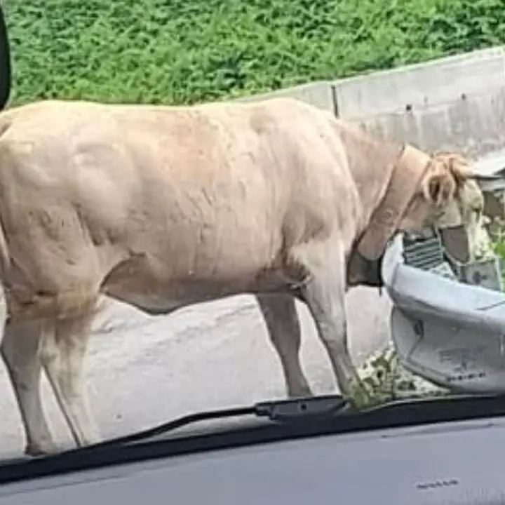 Superstrada delle Terme, traffico bloccato da... una mucca