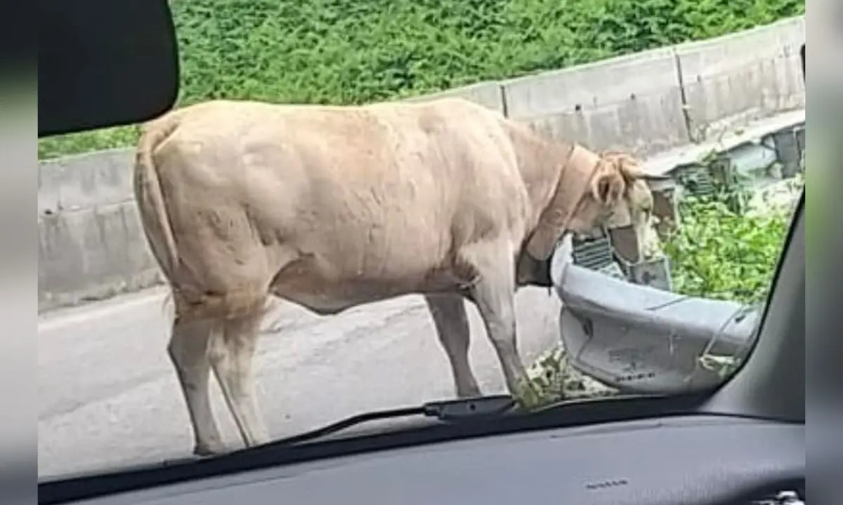 Superstrada delle Terme, traffico bloccato da... una mucca