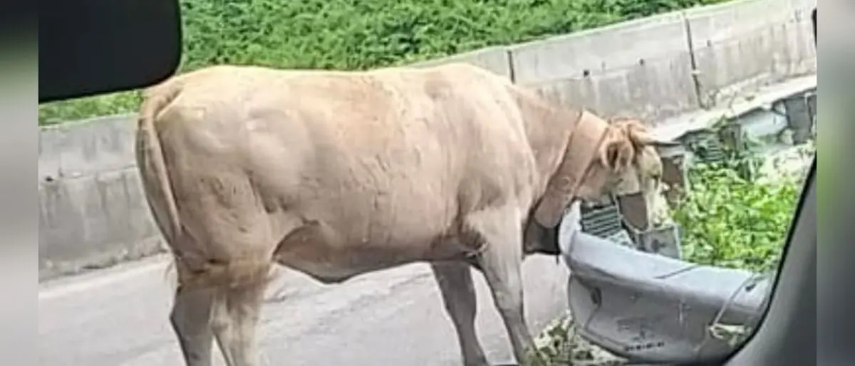 Superstrada delle Terme, traffico bloccato da... una mucca