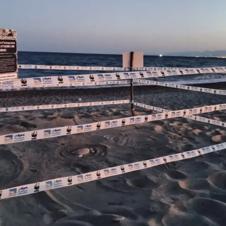 Le tartarughe marine tornano in Calabria, a Roccella registrato il primo nido dell’anno