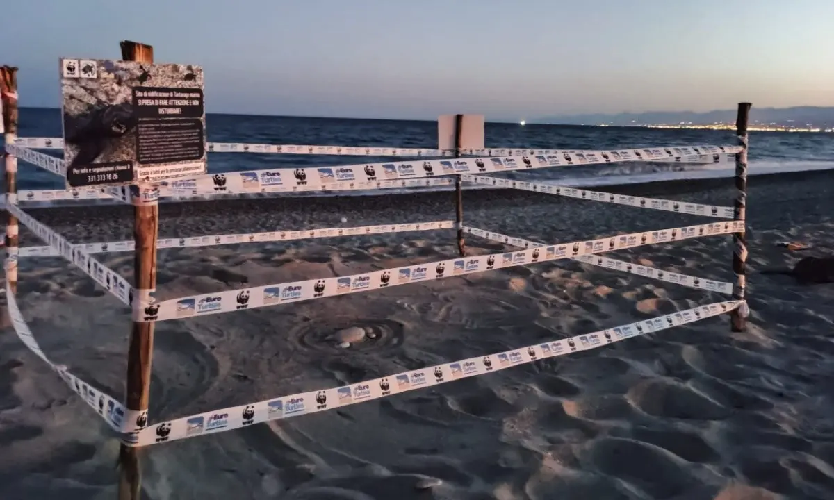 Le tartarughe marine tornano in Calabria, a Roccella registrato il primo nido dell’anno