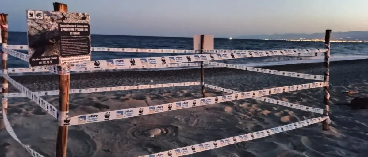 Le tartarughe marine tornano in Calabria, a Roccella registrato il primo nido dell’anno