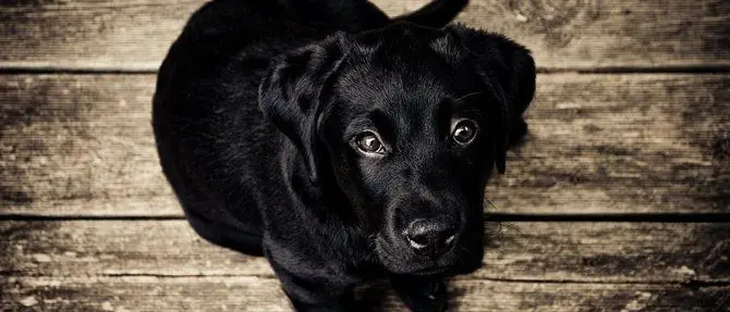 Uccise un cane e lo gettò in un burrone a Gioiosa, condannato a due anni e mezzo di carcere