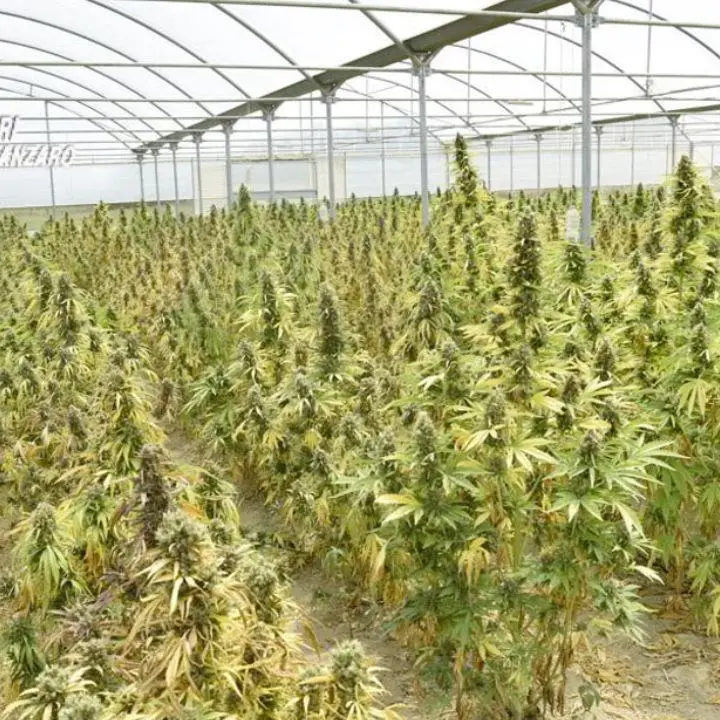 Scoperti 5 chili di marijuana e 1500 piante in un capannone nel Lametino, 4 arresti dei carabinieri