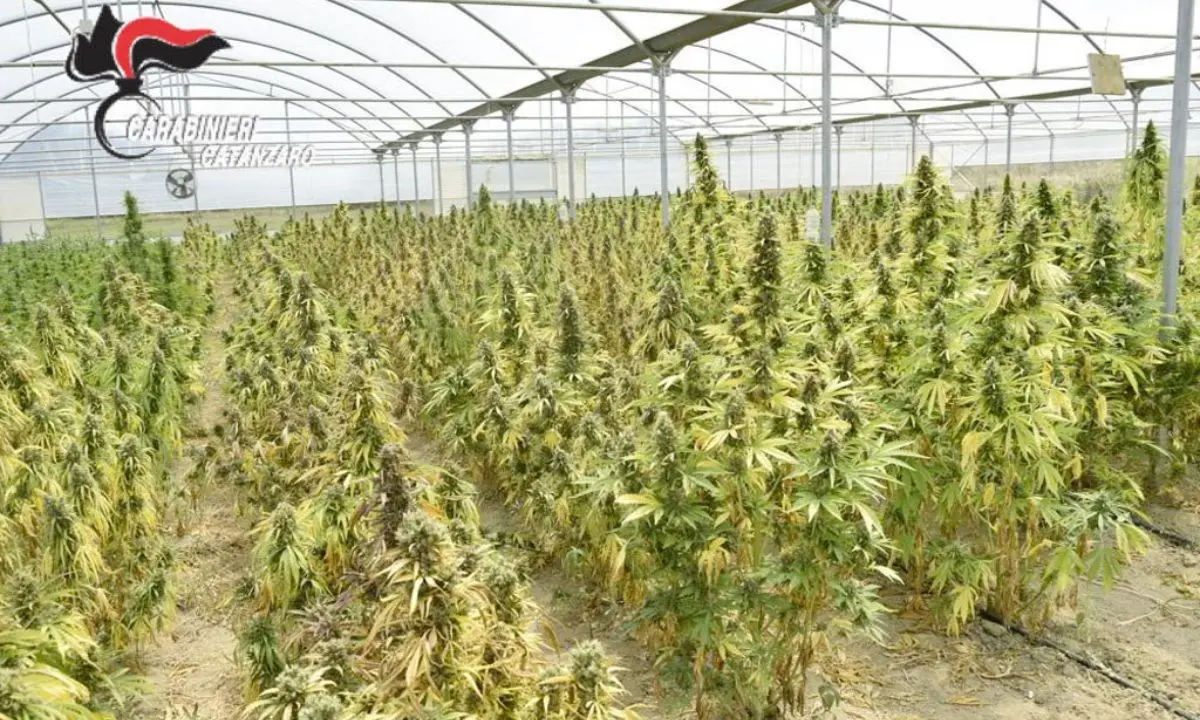 Scoperti 5 chili di marijuana e 1500 piante in un capannone nel Lametino, 4 arresti dei carabinieri