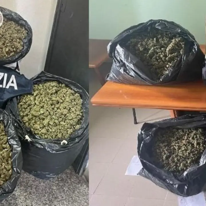 Traffico di marijuana, nel Vibonese sequestrati 65 chili in due perquisizioni