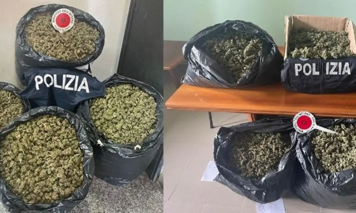 Traffico di marijuana, nel Vibonese sequestrati 65 chili in due perquisizioni