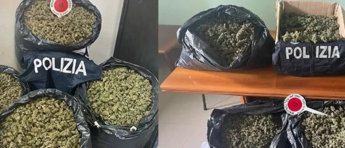Traffico di marijuana, nel Vibonese sequestrati 65 chili in due perquisizioni