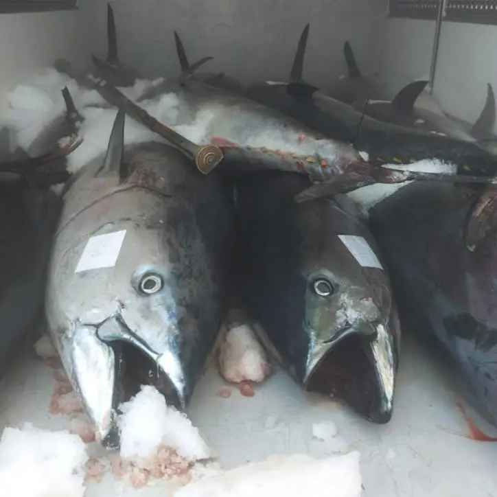 Reggio Calabria, sequestrati 20 quintali di tonno rosso: era privo di tracciabilità
