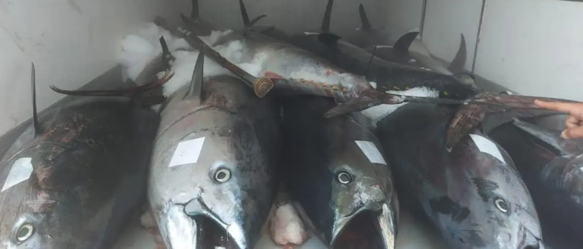 Reggio Calabria, sequestrati 20 quintali di tonno rosso: era privo di tracciabilità