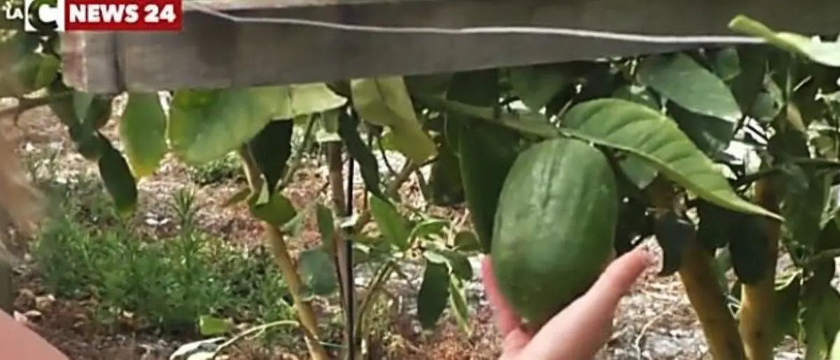 I prodotti calabresi al centro di un evento al lido Piro Piro di Reggio Calabria