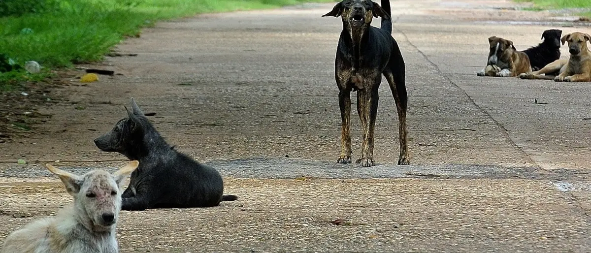 Isola Capo Rizzuto: accordo tra Comune, Asp ed Enpa per il recupero dei cani vaganti