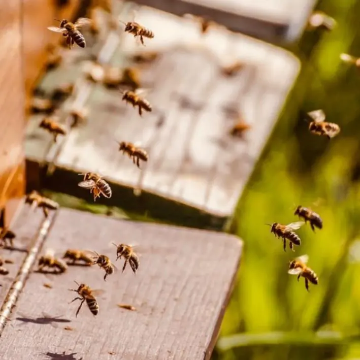 Api e transizione ecologica, a Lamezia un convegno promosso dai produttori calabresi