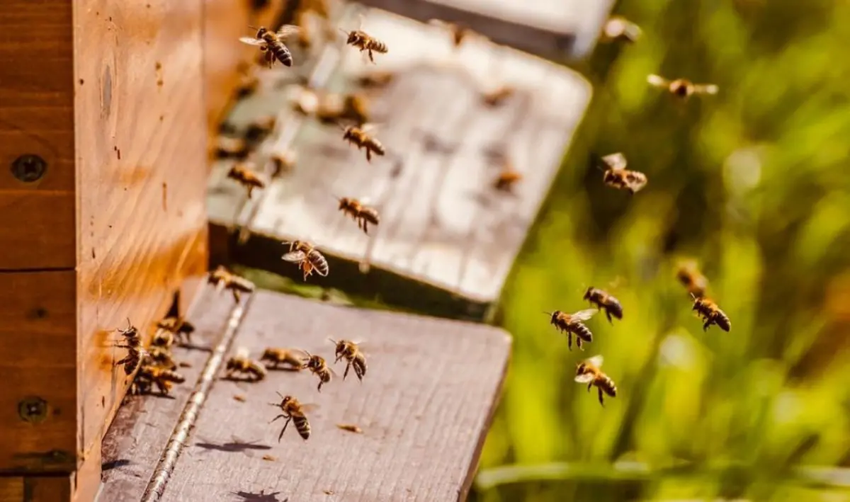 Api e transizione ecologica, a Lamezia un convegno promosso dai produttori calabresi