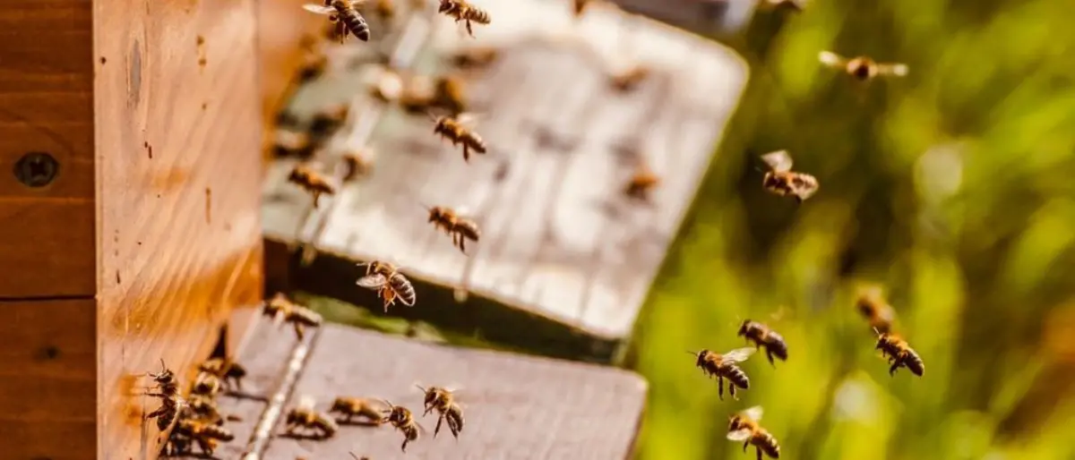 Api e transizione ecologica, a Lamezia un convegno promosso dai produttori calabresi