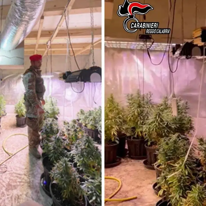 Palmi, 60 piante di marijuana e armi illegali nascoste in un seminterrato: arrestate 2 persone