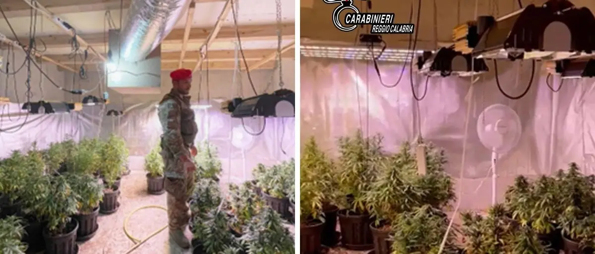 Palmi, 60 piante di marijuana e armi illegali nascoste in un seminterrato: arrestate 2 persone