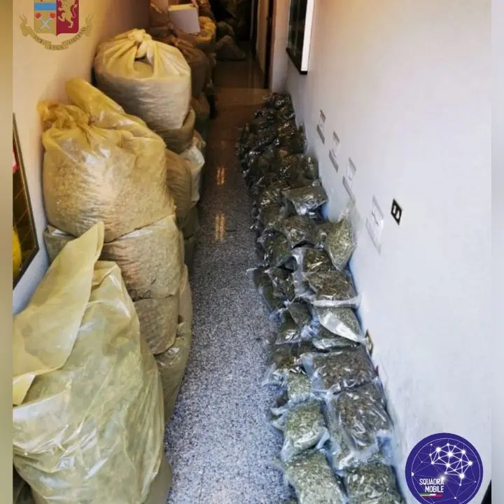 Arrestato in una serra con 570 chili di marijuana, agricoltore scarcerato: aveva il permesso di coltivarla