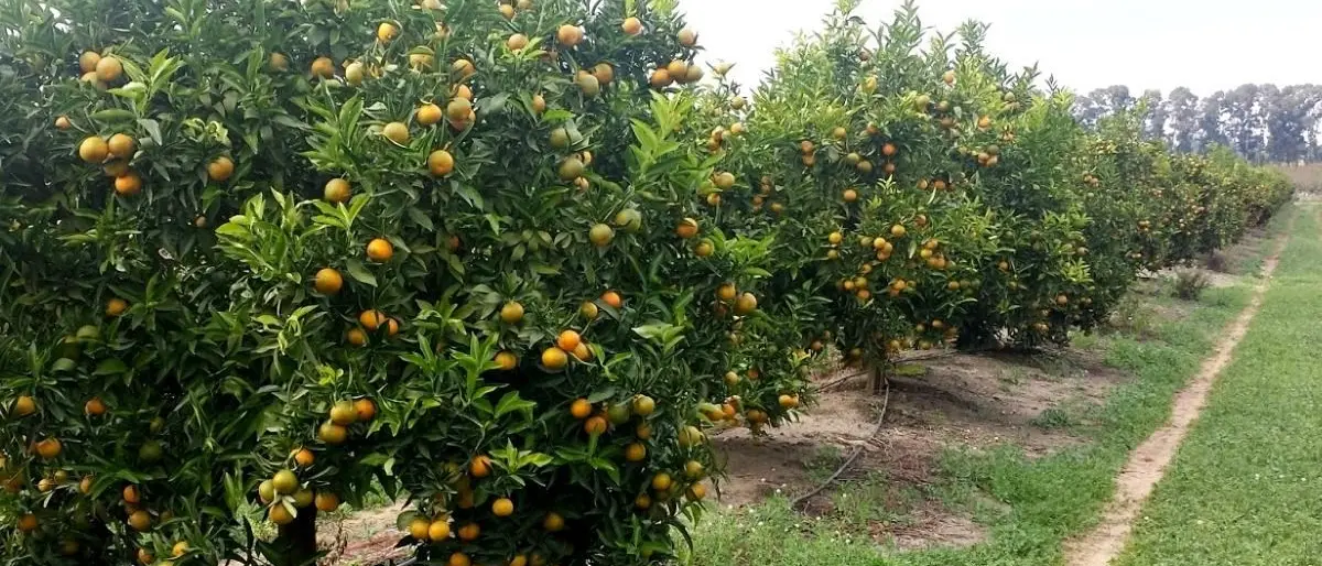 Corigliano Rossano, bracciante agricolo muore mentre lavora sotto il sole cocente: aperta inchiesta