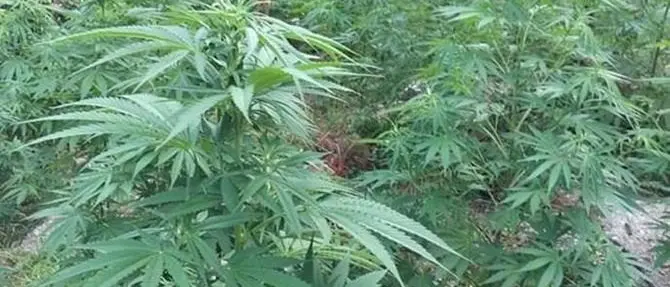 Marijuana, 502 piante di circa due 2 metri scoperte nel Vibonese: la piantagione è stata distrutta