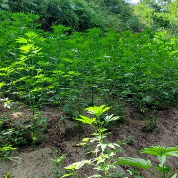 Sorpreso in una piantagione di marijuana nel Reggino, un uomo arrestato dopo un tentativo di fuga