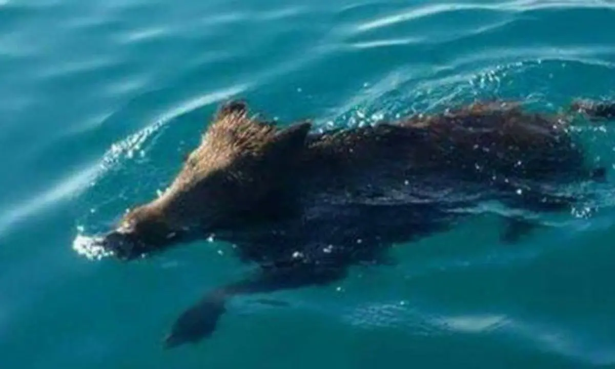 Morsa da un cinghiale in spiaggia: donna di 57 anni assalita mentre prende il sole