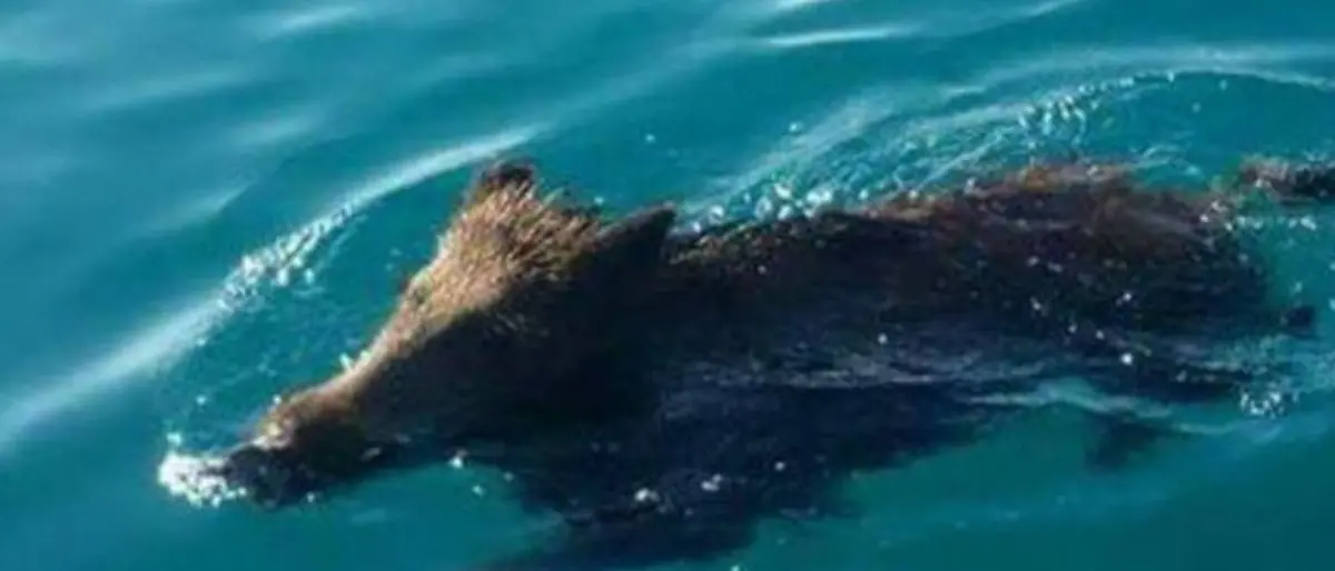 Morsa da un cinghiale in spiaggia: donna di 57 anni assalita mentre prende il sole