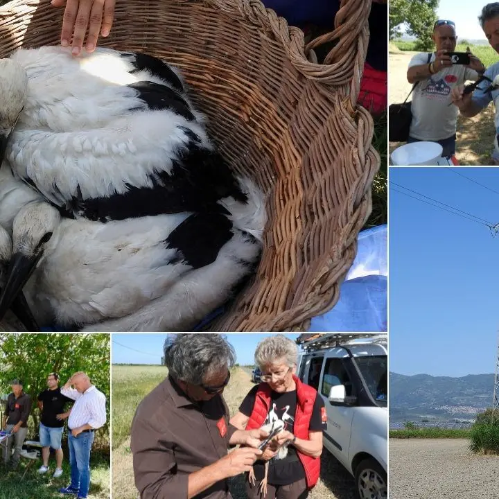 Cicogne in Calabria, registrati 43 piccoli esemplari tra la Valle del Crati e la Piana di Sibari