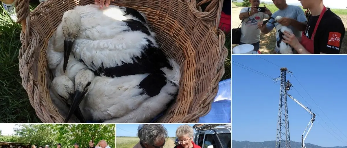 Cicogne in Calabria, registrati 43 piccoli esemplari tra la Valle del Crati e la Piana di Sibari