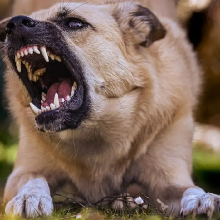 Isca Marina, cane aggredisce altri due animali: il proprietario finisce ai domiciliari