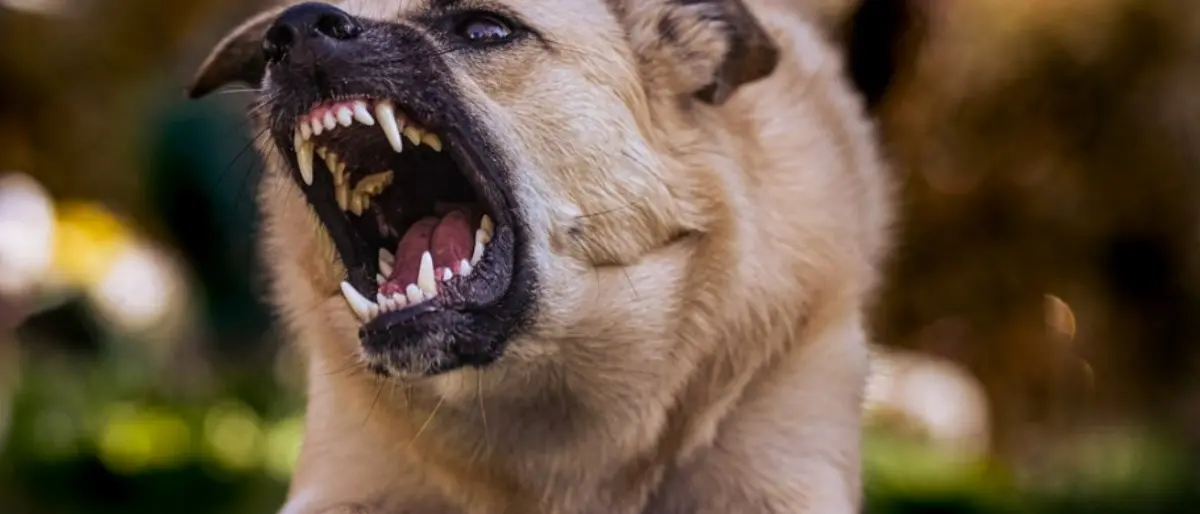 Isca Marina, cane aggredisce altri due animali: il proprietario finisce ai domiciliari