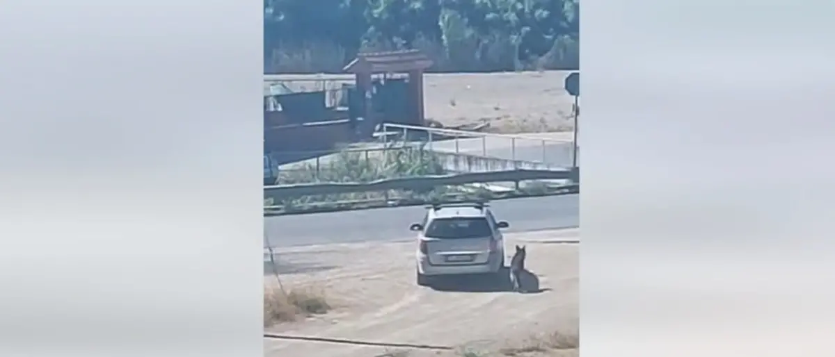 Abbandona il cane sotto il sole cocente e va via: il video che spezza il cuore