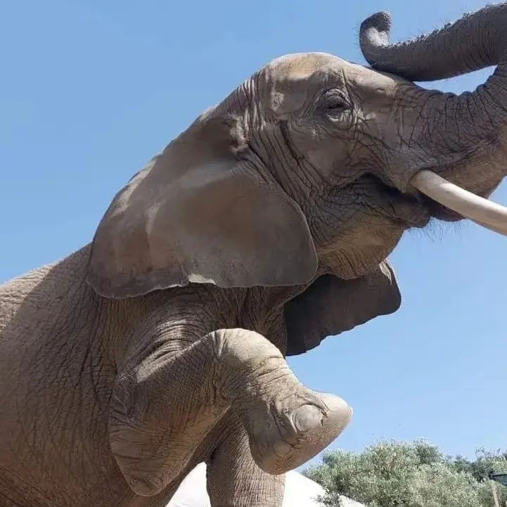 Domatrice schiacciata da un elefante in Calabria, orrore al Safari park di Maida