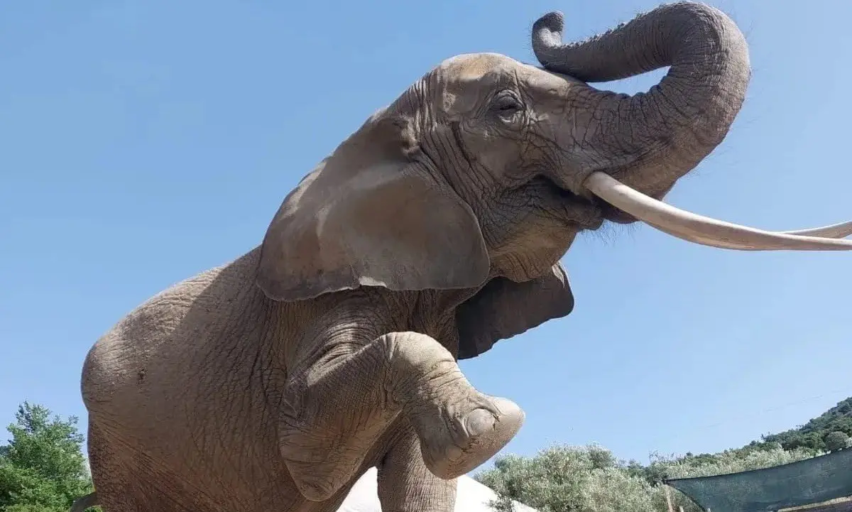 Domatrice schiacciata da un elefante in Calabria, orrore al Safari park di Maida