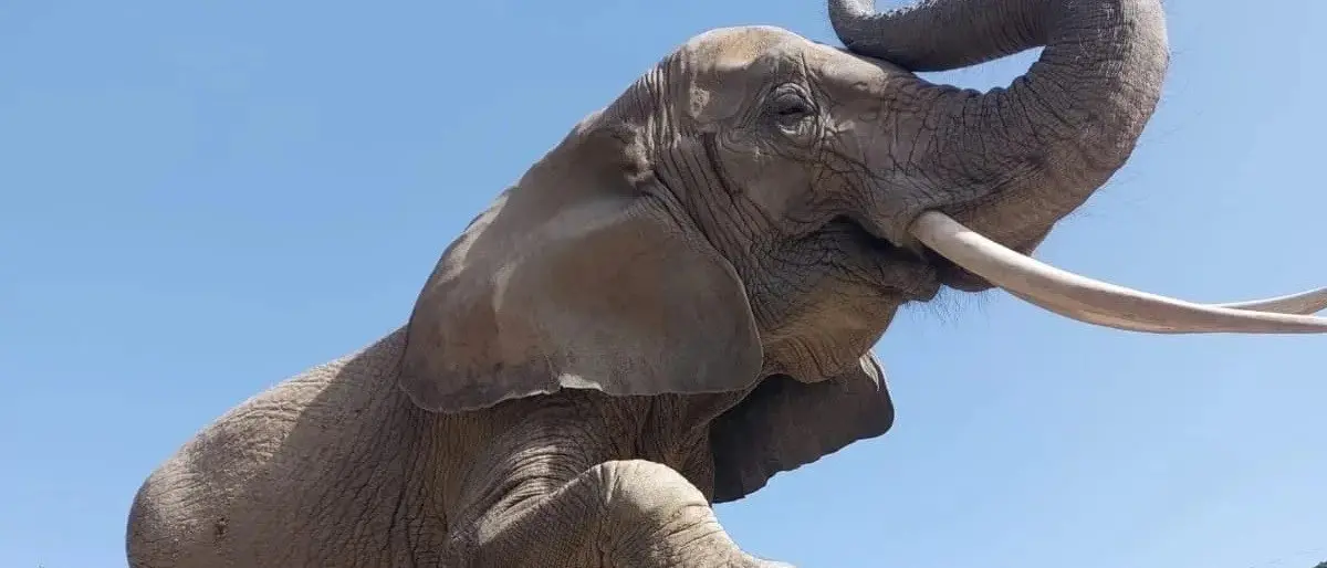Domatrice schiacciata da un elefante in Calabria, orrore al Safari park di Maida