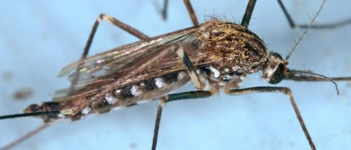 Il virus West Nile miete una vittima in Italia, muore un 83enne in Veneto