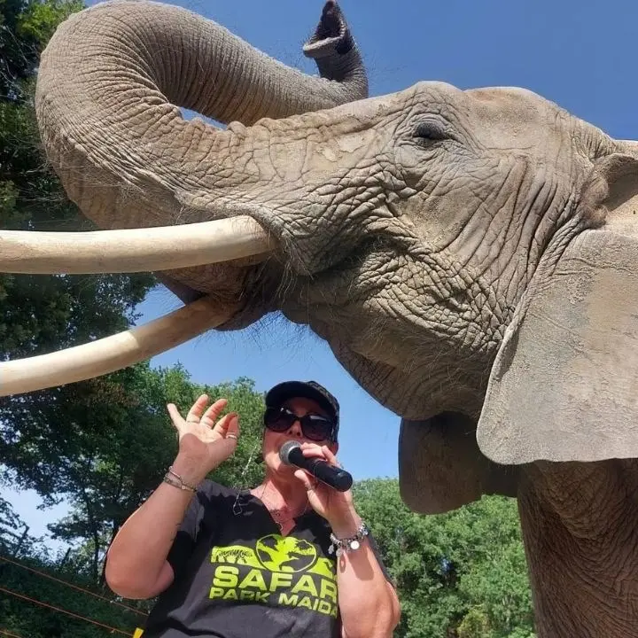Domatrice aggredita a Maida, l’elefante sarà trasferito in Germania. Chiuso il Safari Park