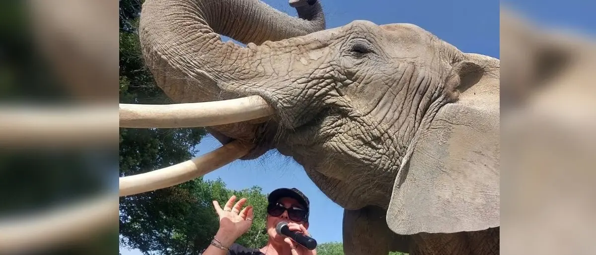 Domatrice aggredita a Maida, l’elefante sarà trasferito in Germania. Chiuso il Safari Park