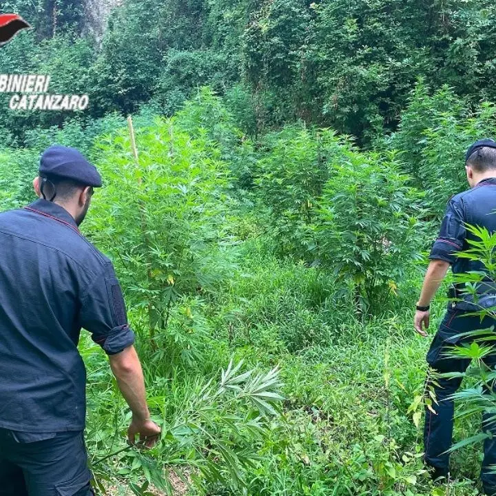 Scovate e sequestrate 400 piante di marijuana a Gizzeria: arrestate 4 persone dopo una serie di appostamenti