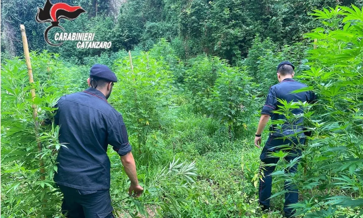 Scovate e sequestrate 400 piante di marijuana a Gizzeria: arrestate 4 persone dopo una serie di appostamenti